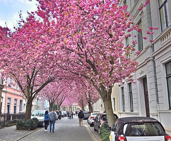 Kirschblüten-Bäume in Bonner Altstadt